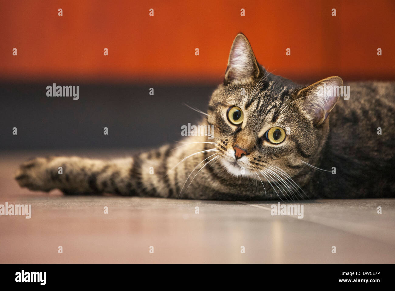 Close up of domestic cat with Mackerel tabby pattern lying on the floor in house Stock Photo