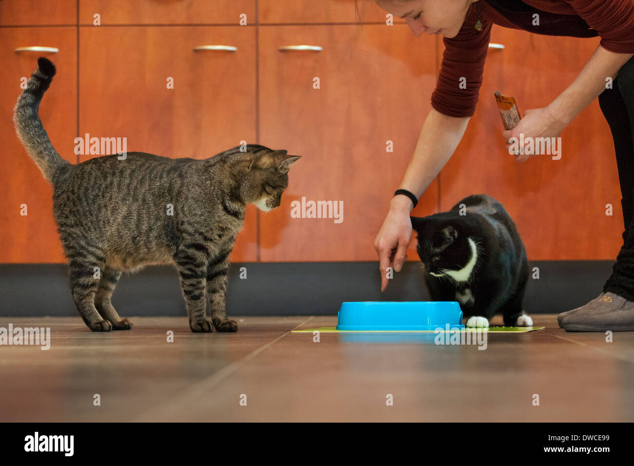 Two domestic cats being fed by girl in kitchen Stock Photo