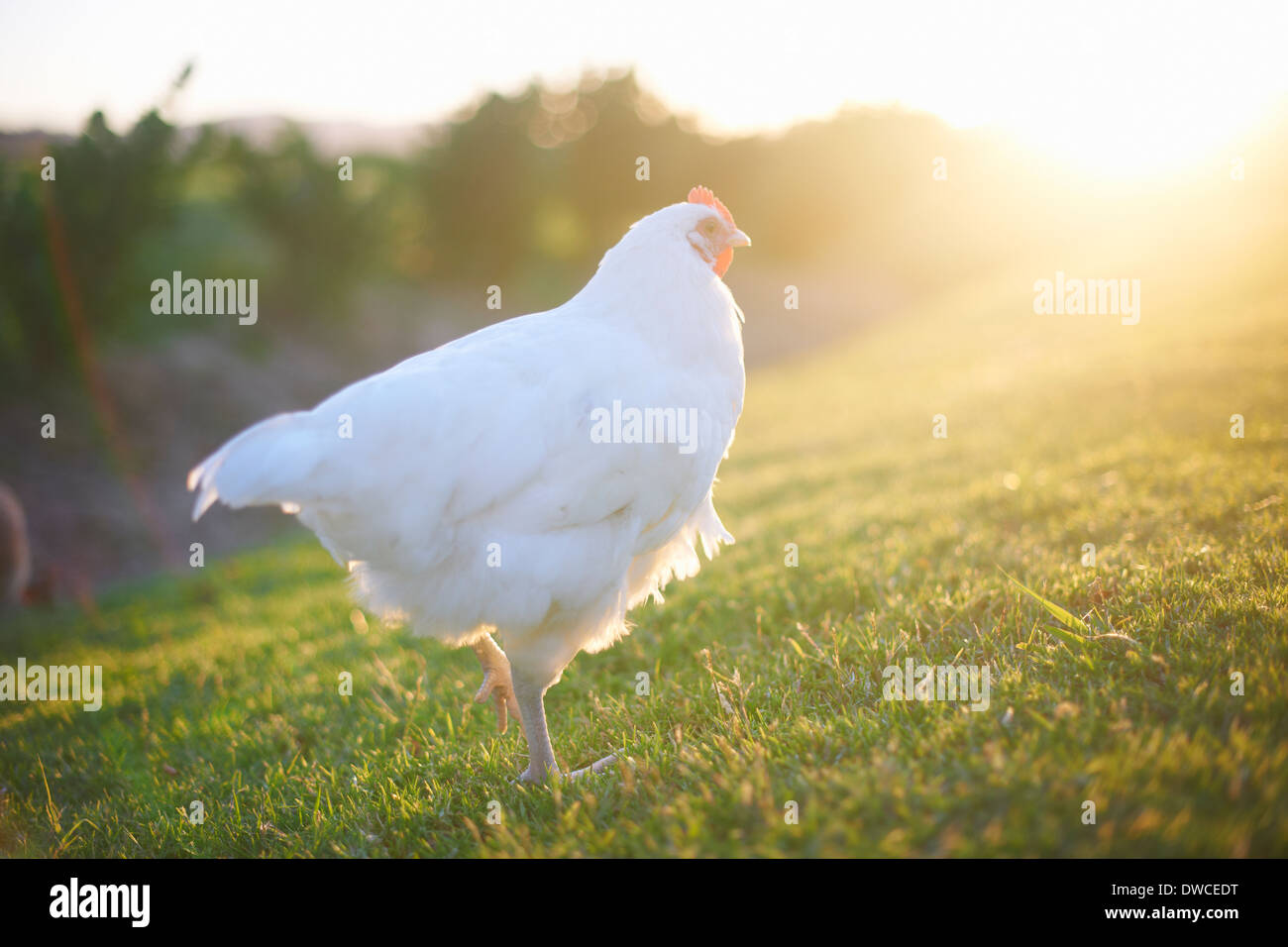 White hen in sunlight Stock Photo Alamy
