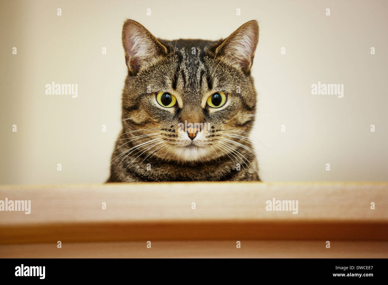Close up portrait of domestic cat with Mackerel tabby pattern Stock Photo