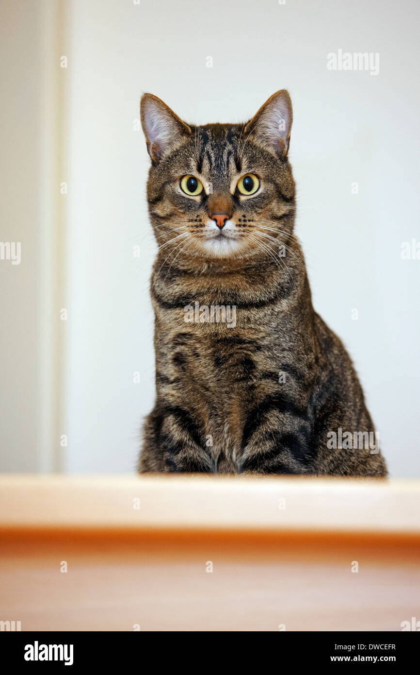 Domestic cat with Mackerel tabby pattern lying on top of stairs in house Stock Photo