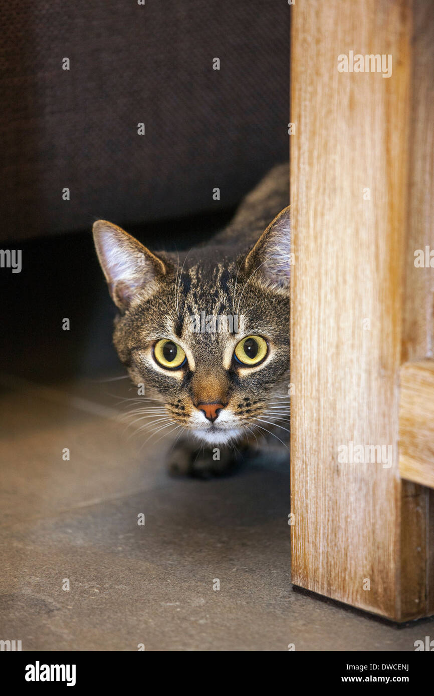 Shy but curious domestic tabby cat peeking from behind furniture in living room in house Stock Photo