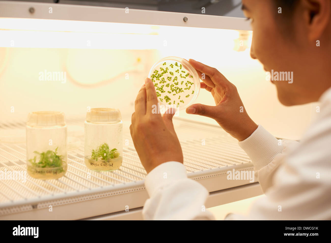 Female scientist examining plant sample in petri dish Stock Photo