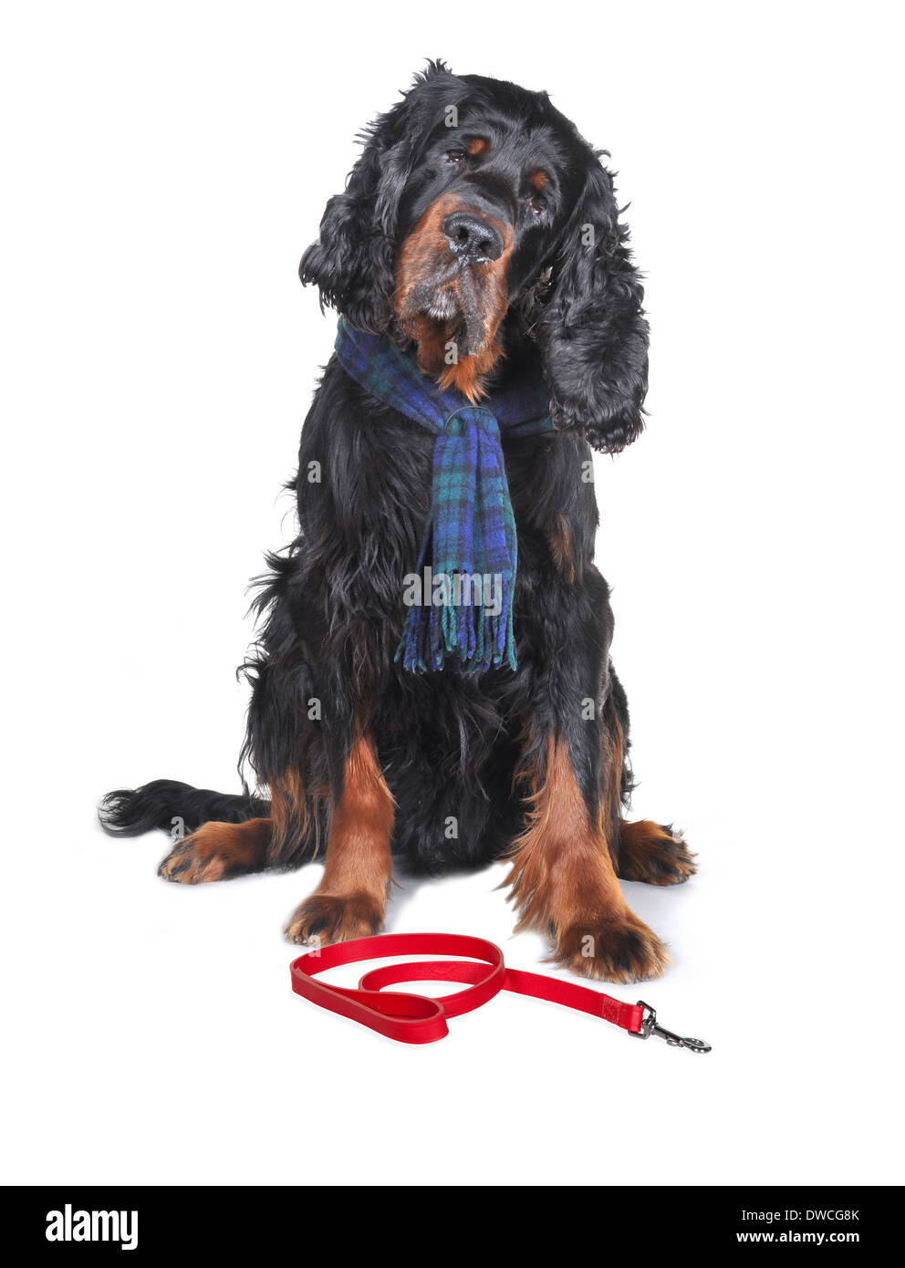 Gorden setter with lead. Stock Photo