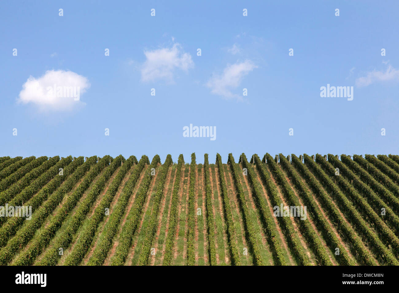 Vineyards in Langhe, Piedmont, Italy Stock Photo