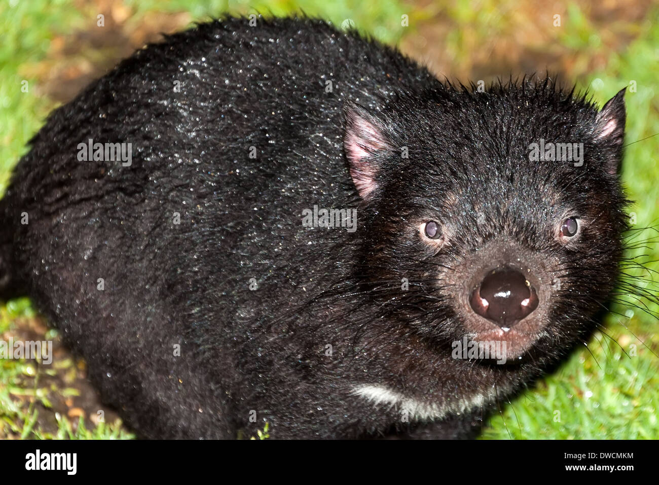 Healthy but endagered Tasmanian Devil, in captivity,Tasmania, Australia