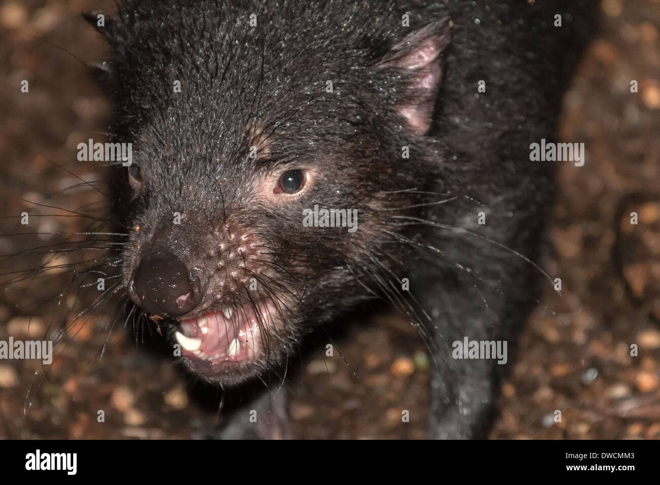 Healthy but endagered Tasmanian Devil, in captivity,Tasmania, Australia