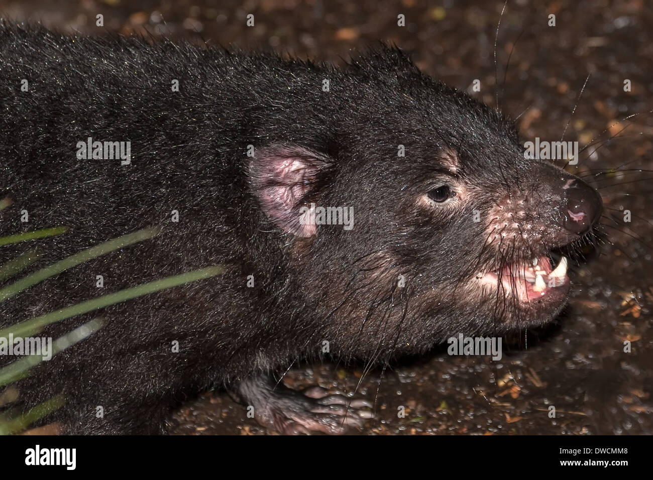 Healthy but endagered Tasmanian Devil, in captivity,Tasmania, Australia