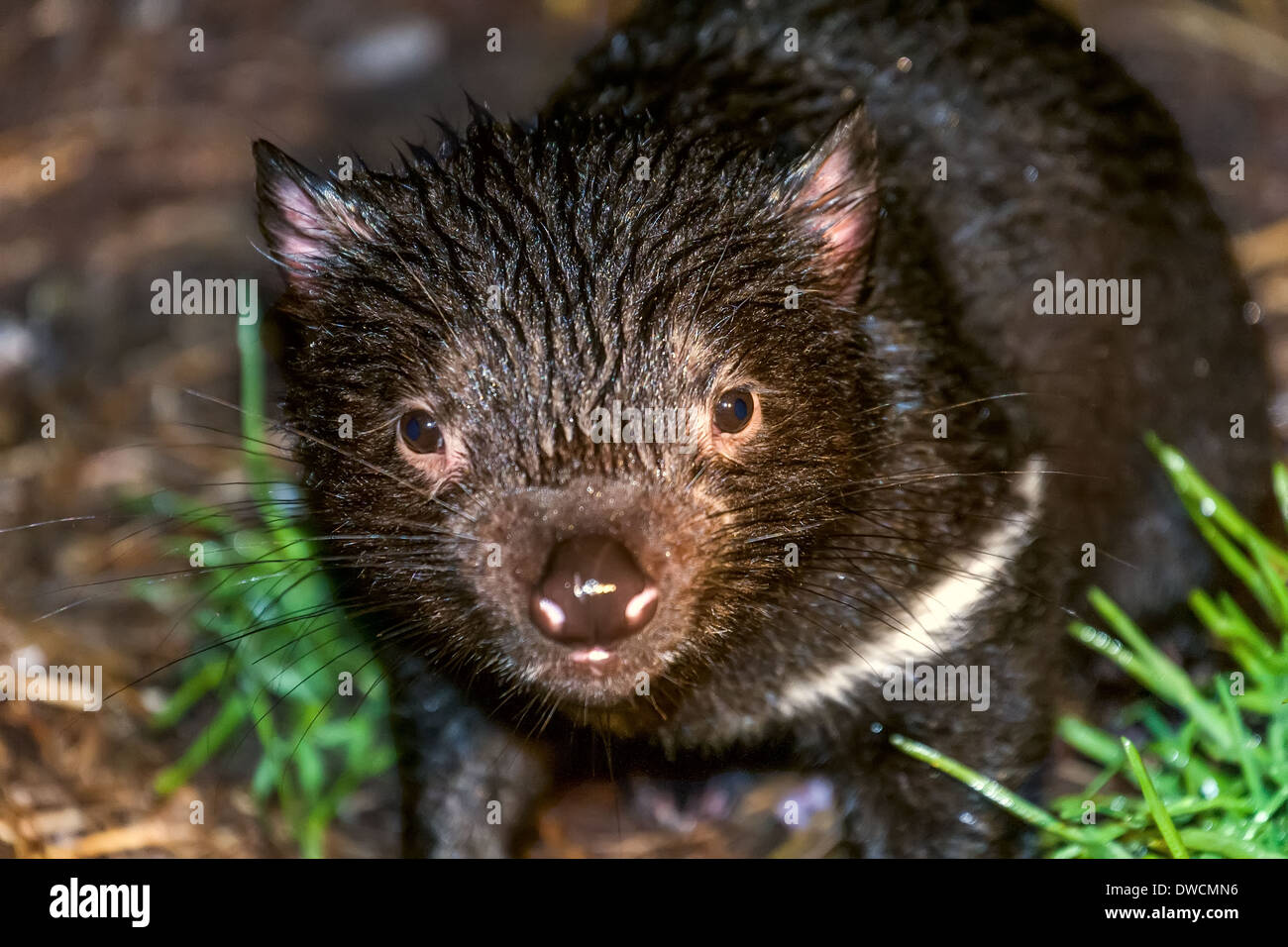 Healthy but endagered Tasmanian Devil, in captivity,Tasmania, Australia