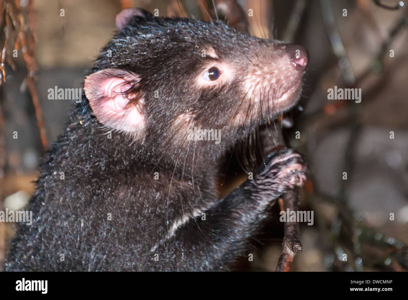 Healthy but endagered Tasmanian Devil, in captivity,Tasmania, Australia