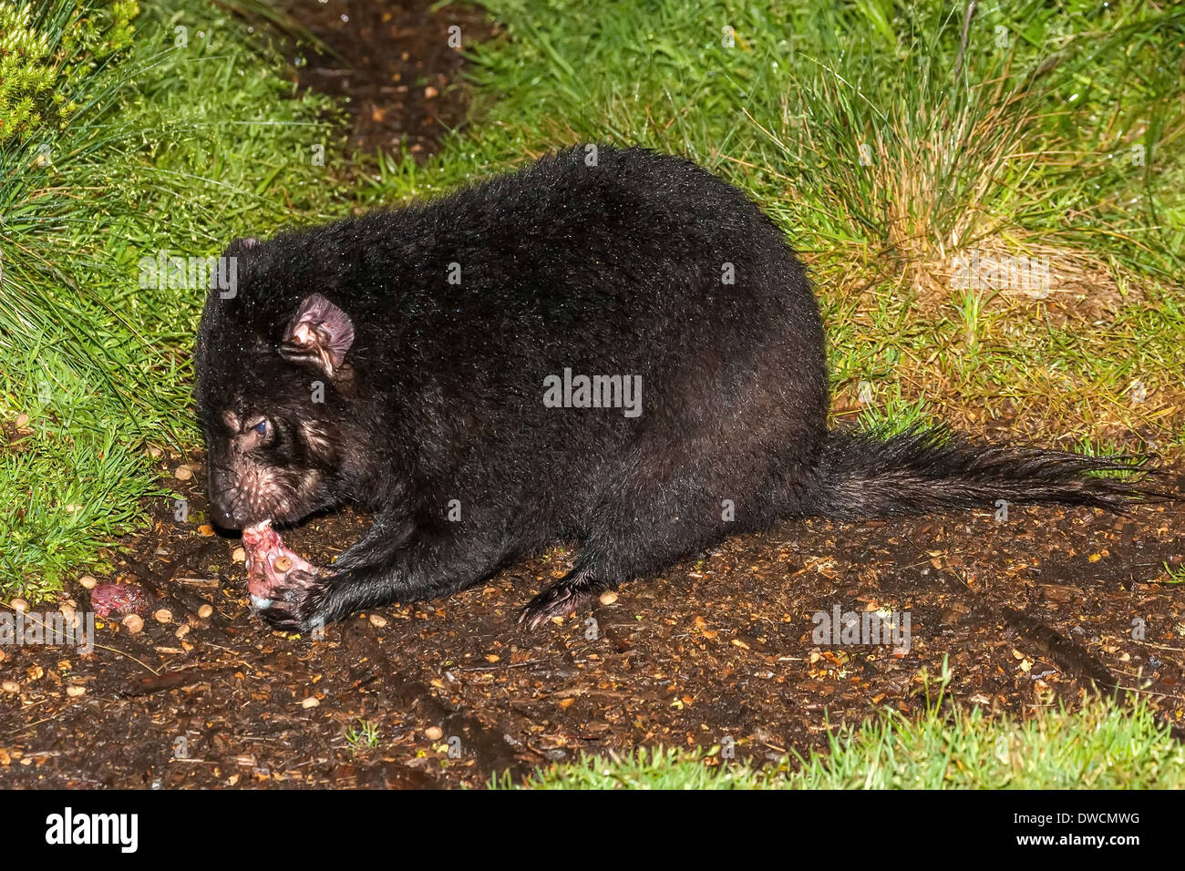 Healthy but endagered Tasmanian Devil, in captivity,Tasmania, Australia