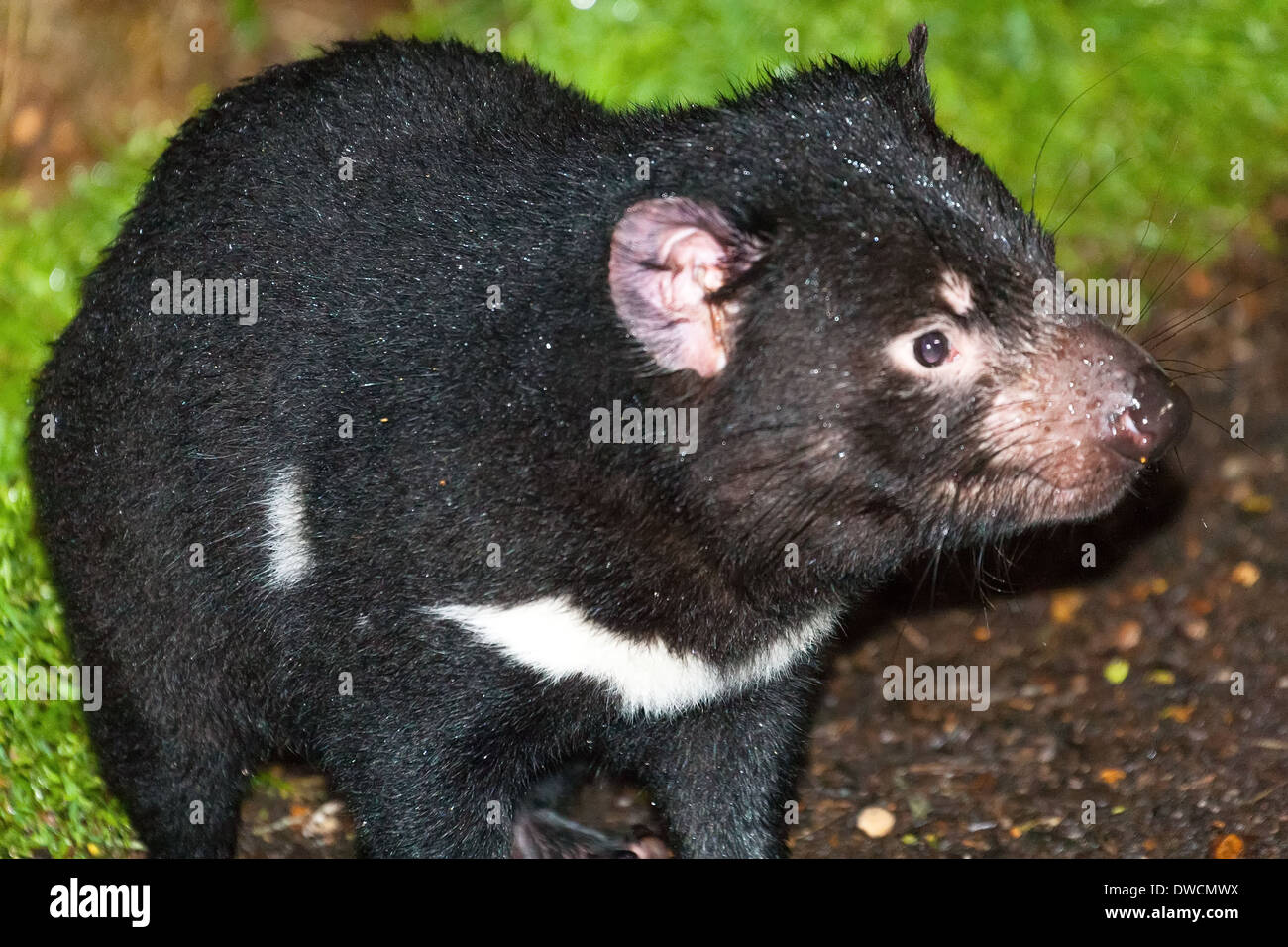 Healthy but endagered Tasmanian Devil, in captivity,Tasmania, Australia