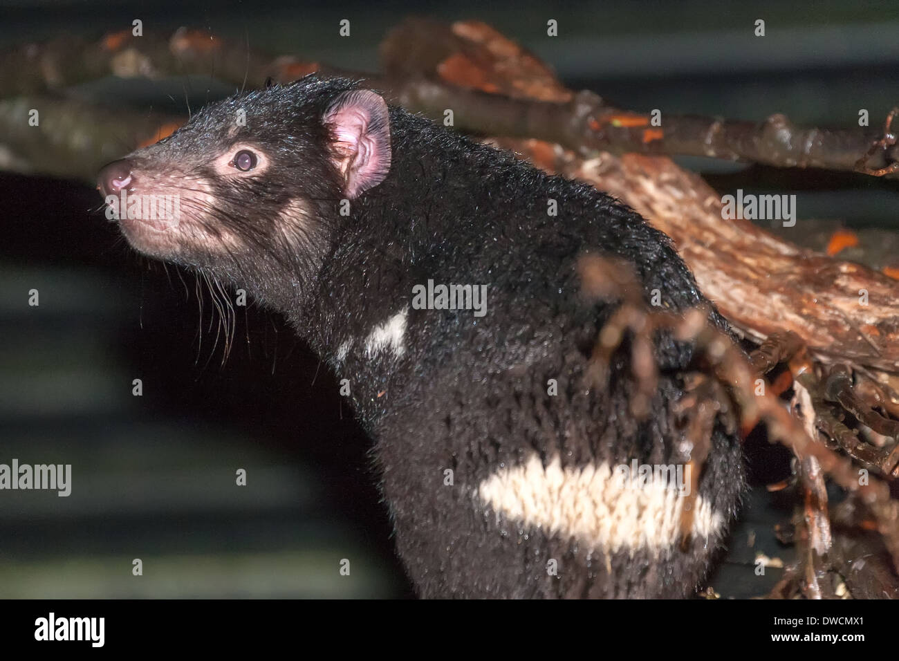 Healthy but endagered Tasmanian Devil, in captivity,Tasmania, Australia