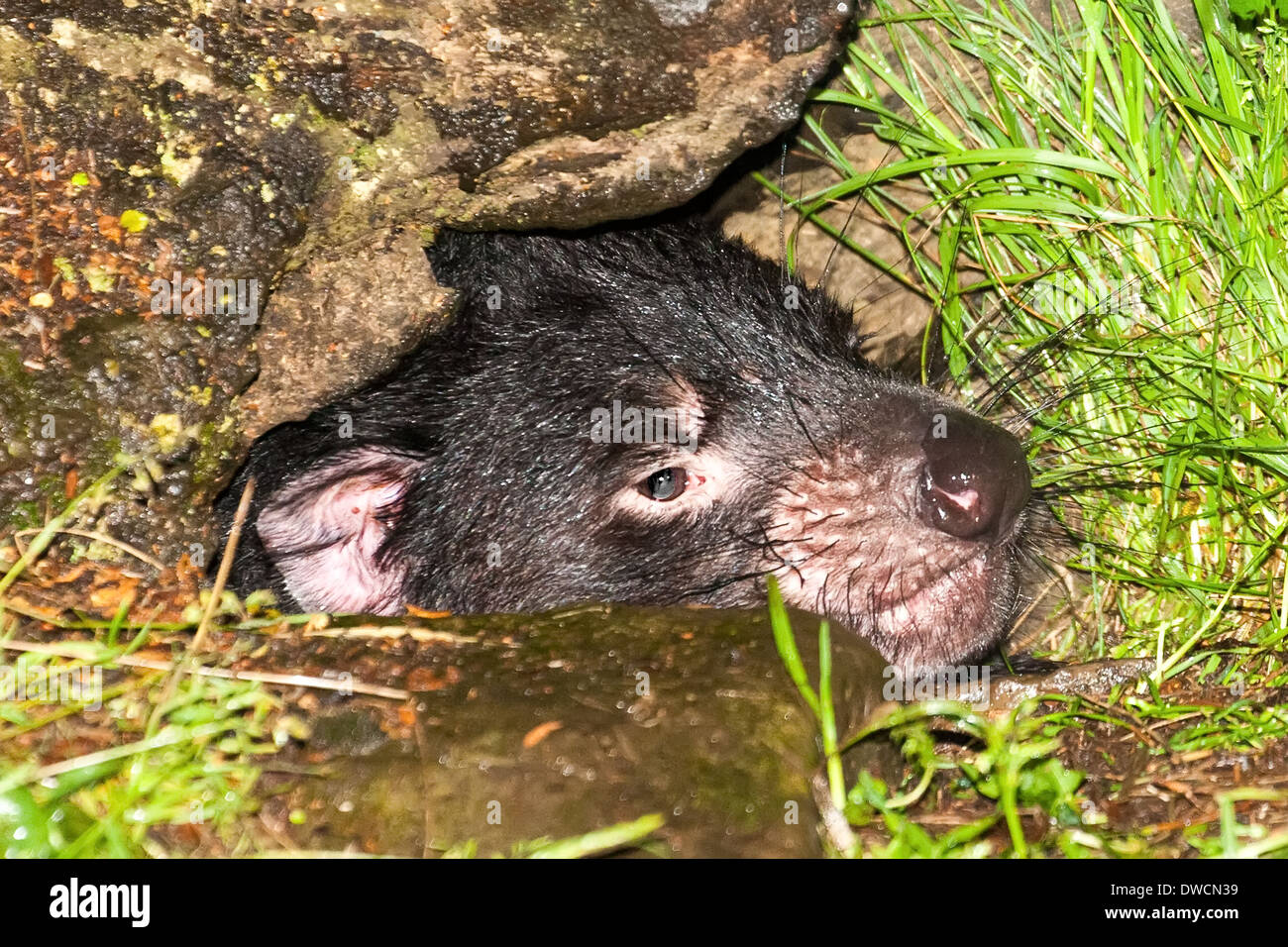 Healthy but endagered Tasmanian Devil, in captivity,Tasmania, Australia