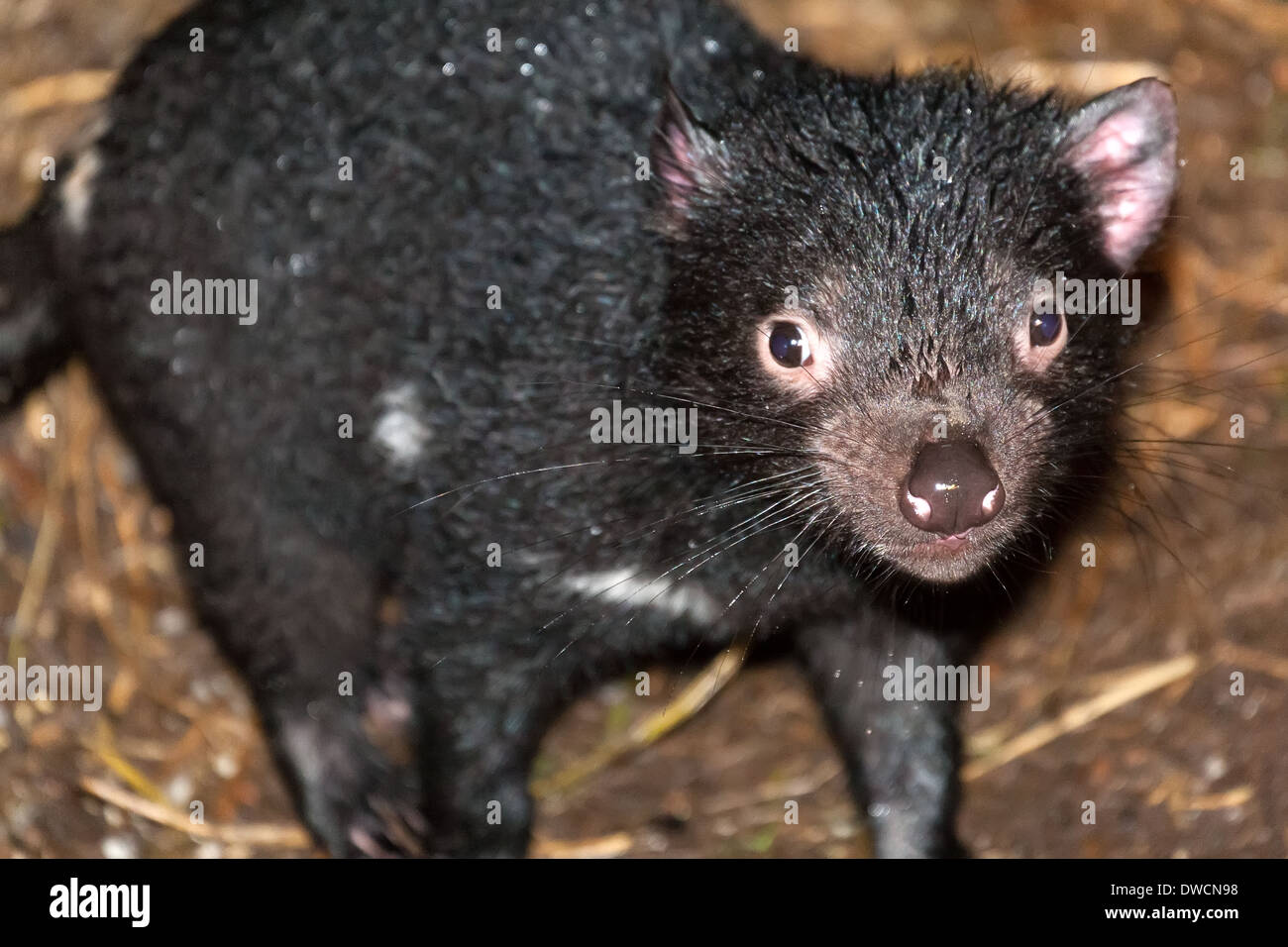 Healthy but endagered Tasmanian Devil, in captivity,Tasmania, Australia