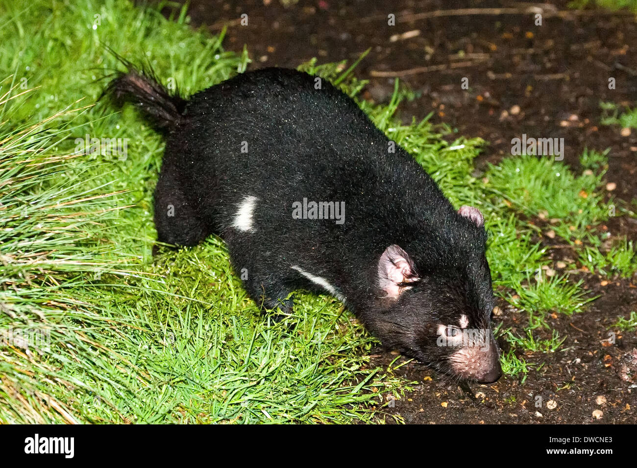 Healthy but endagered Tasmanian Devil, in captivity,Tasmania, Australia