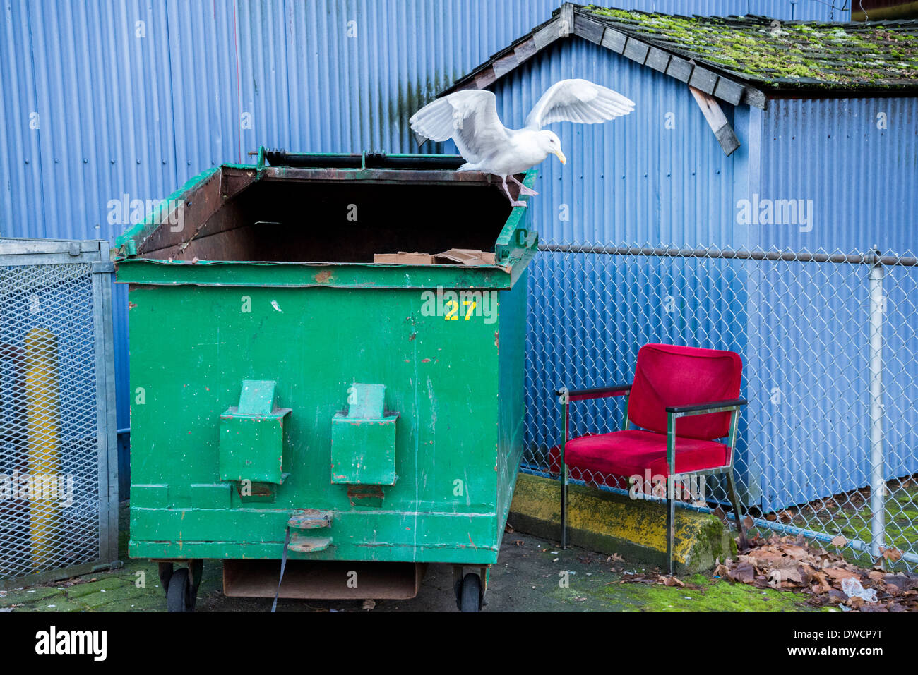 Gull on garbage dumpster Stock Photo