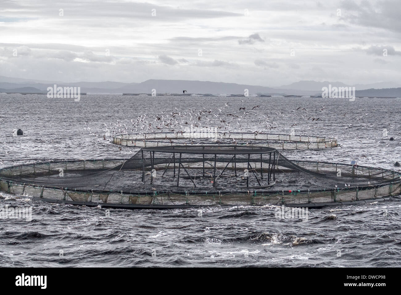 Fish farming salmon, aquaculture, Macquarie Harbour, Strahan, Tasmania