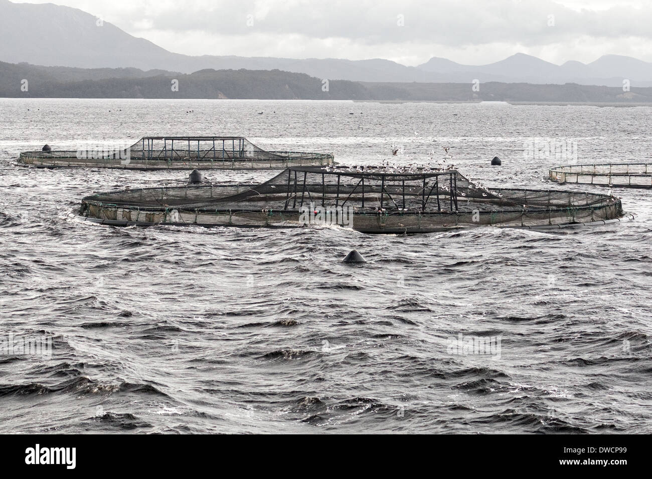 Fish farming salmon, aquaculture, Macquarie Harbour, Strahan, Tasmania