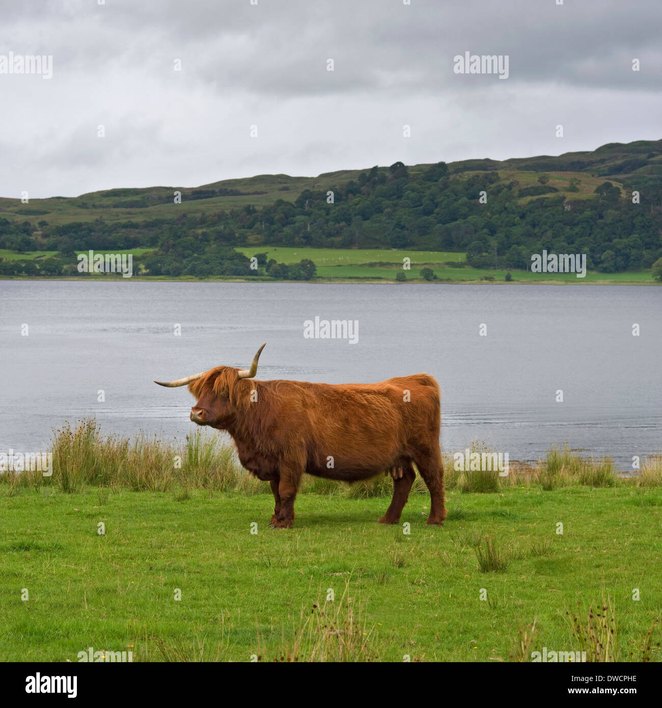 Highland Cow, Scotland Stock Photo