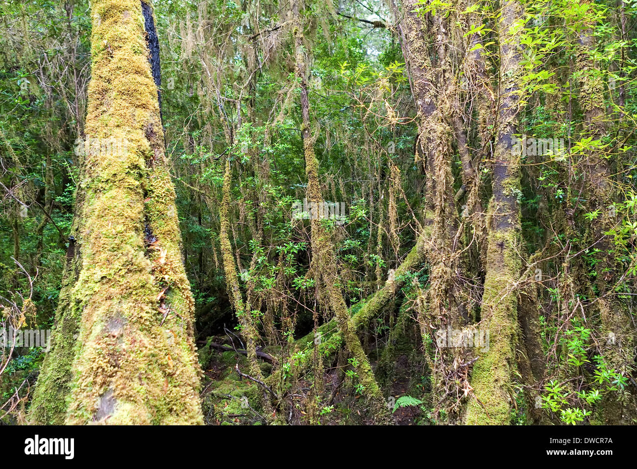 Gordon River, temperate rainforest, with Huon Pine, Blackwood, Myrtle