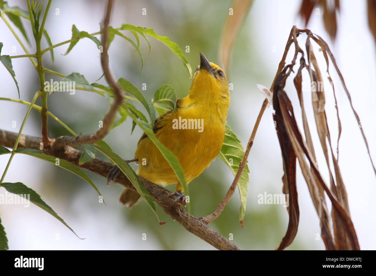 Slender-billed weaver female in Uganda Stock Photo