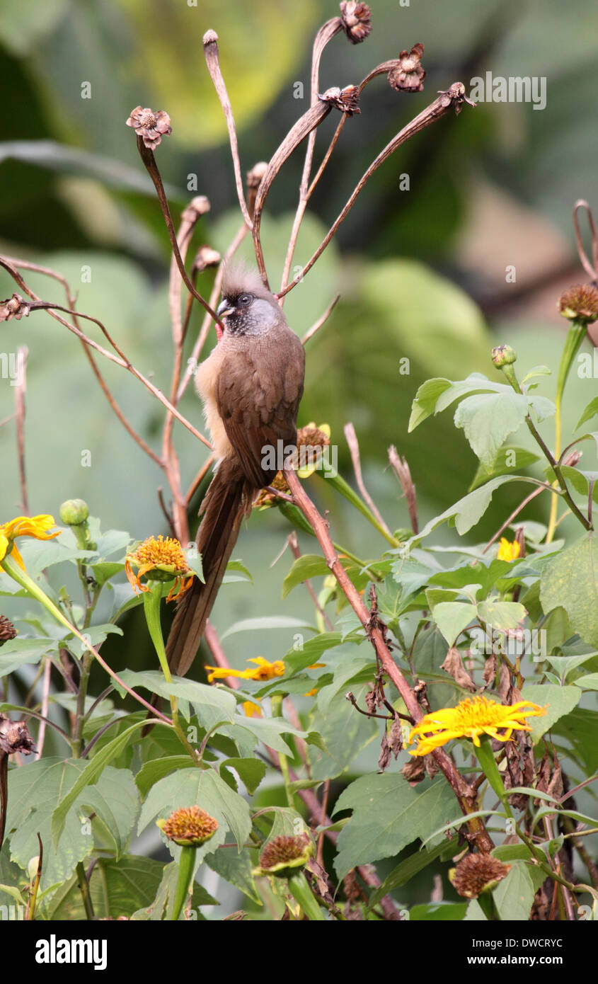 Speckled mousebird in Uganda Stock Photo