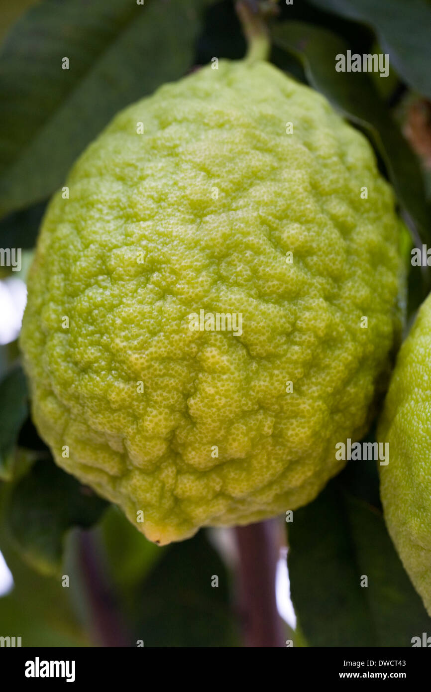 Citrus medica growing in a protected environment. Citron fruit growing on a tree. Stock Photo