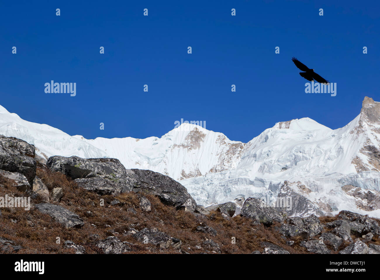 Alpine Chough flying in Himalayas of Nepal. Stock Photo