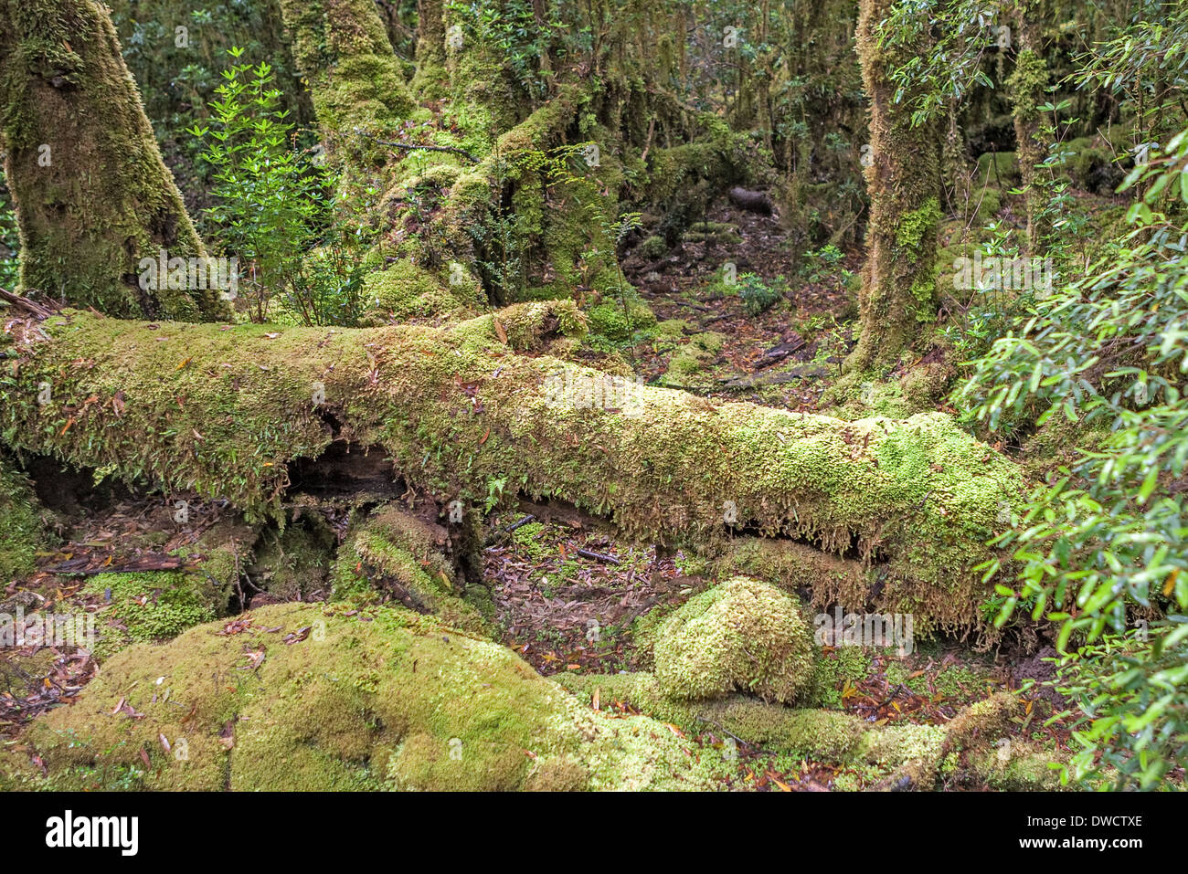 Gordon River, temperate rainforest, with Huon Pine, Blackwood, Myrtle