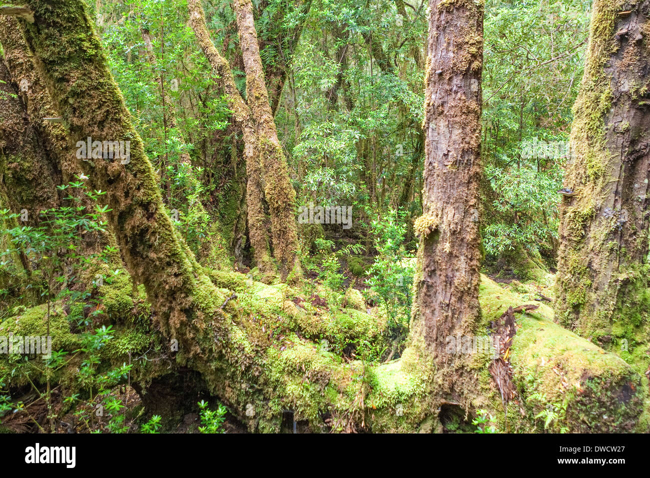Huon pine hires stock photography and images Alamy
