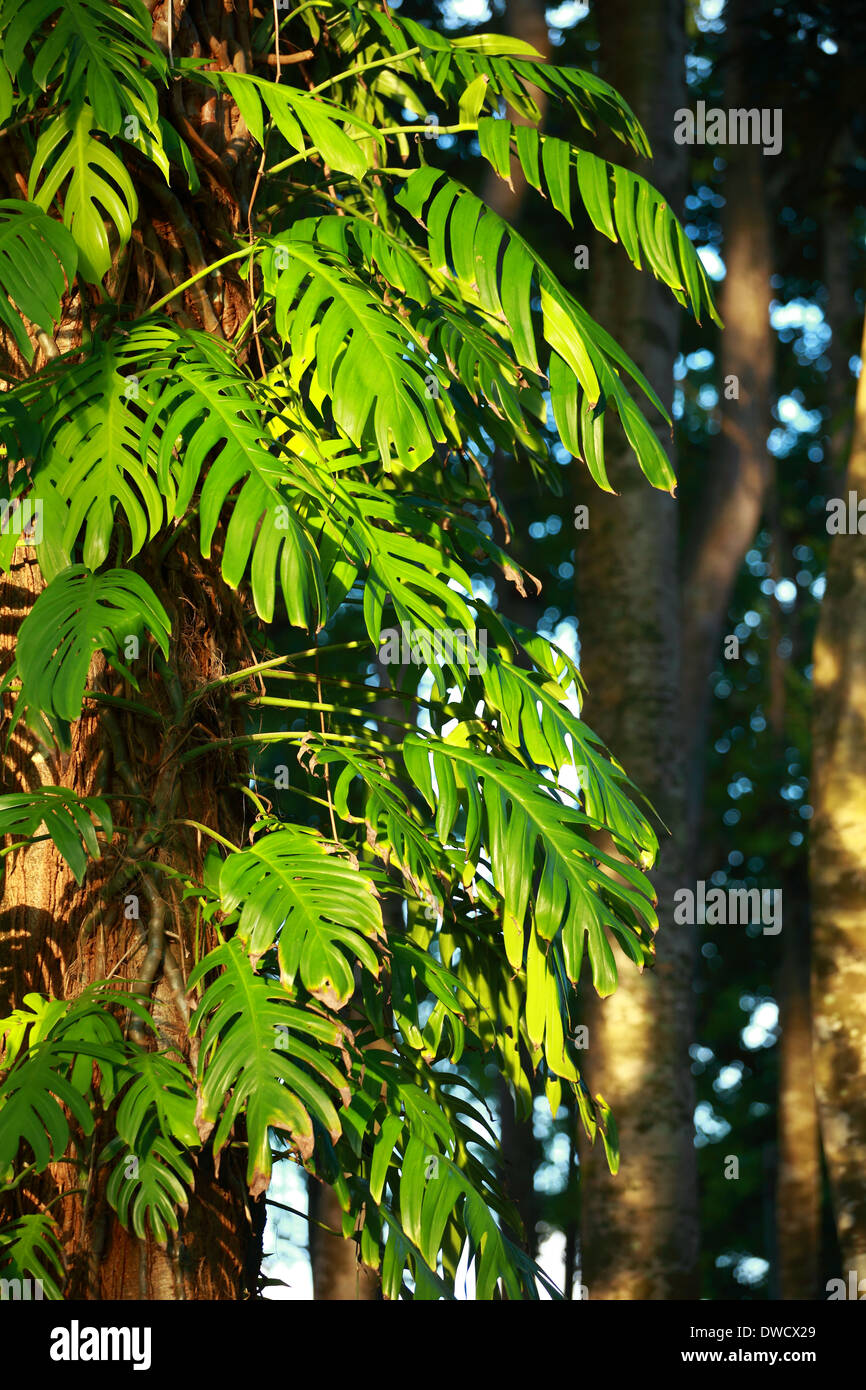Tropical plant Stock Photo - Alamy