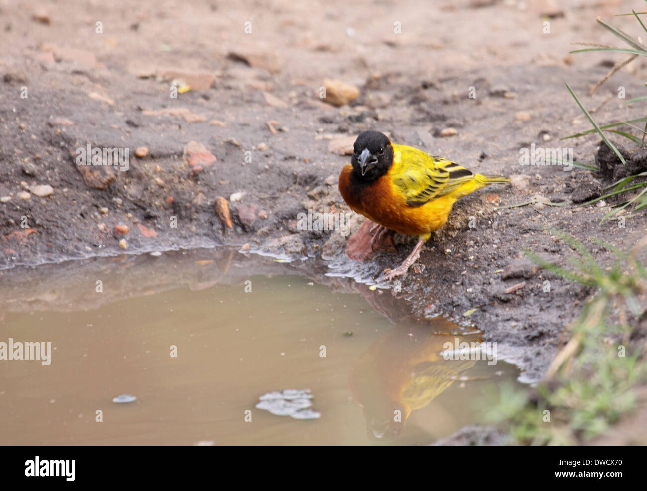 Yellow-backed weaver bird at puddle in Uganda Stock Photo