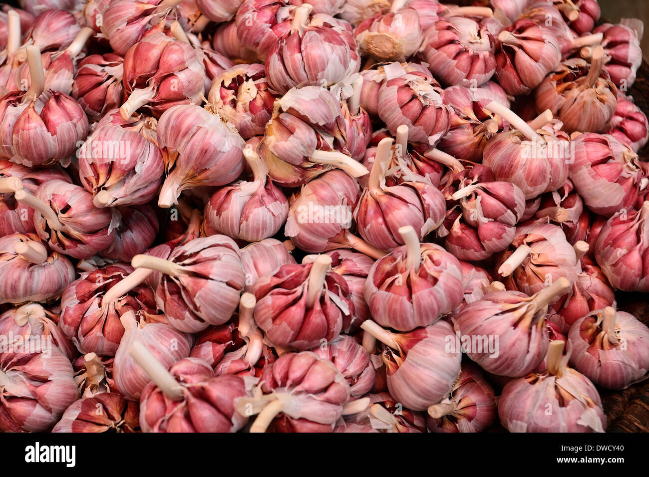 Garlic cloves (Allium sativum) for sale in the market Medina of Fes el