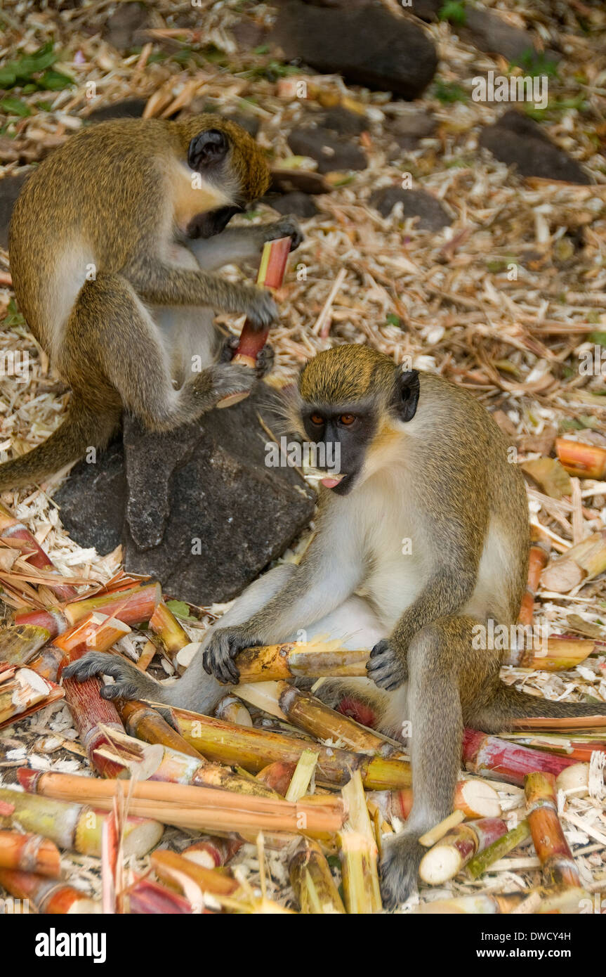 Green vervet monkeys west indies hires stock photography and images