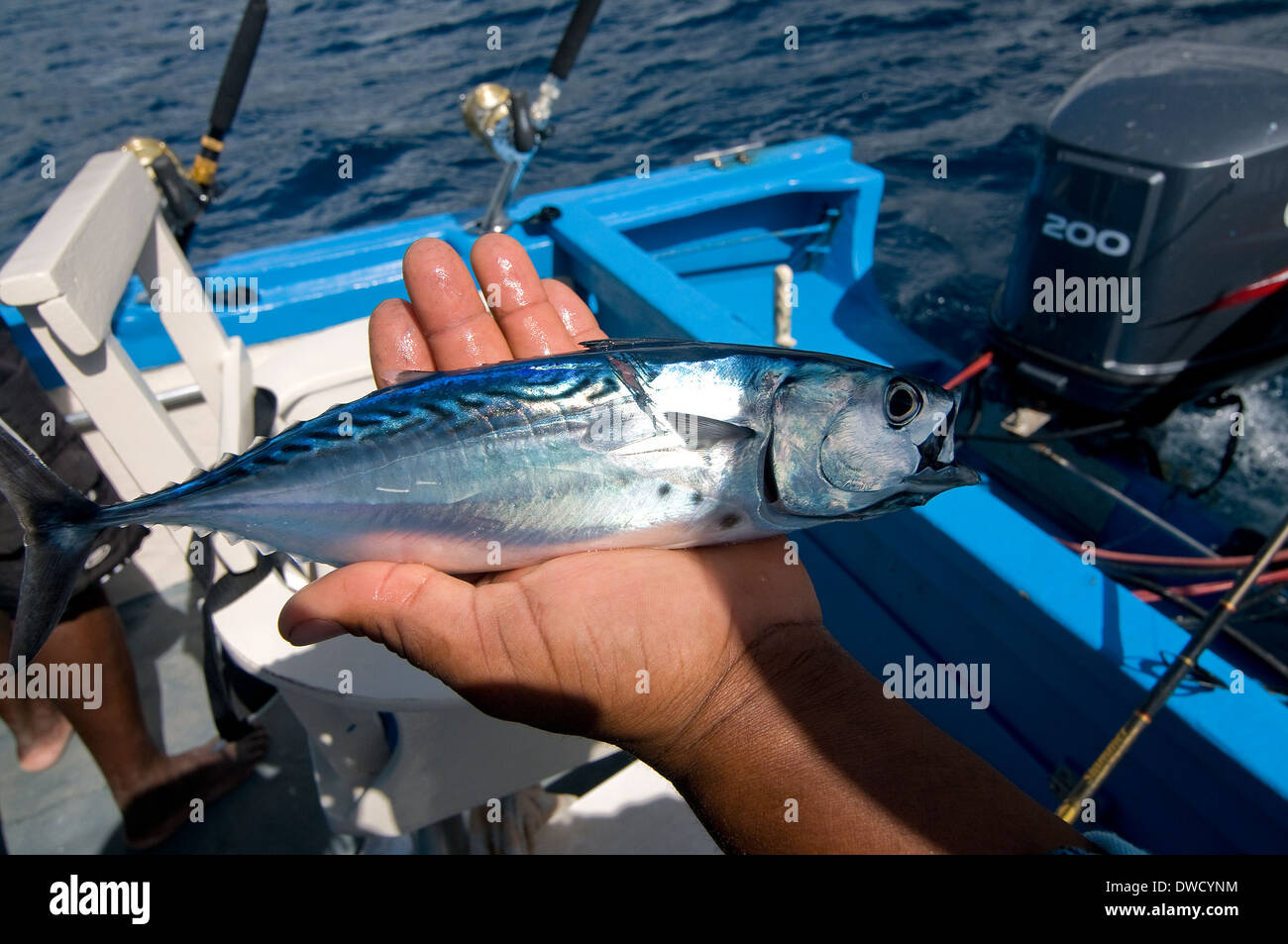 A fresh-caught bonito on a St. Kitts charter boat makes a great