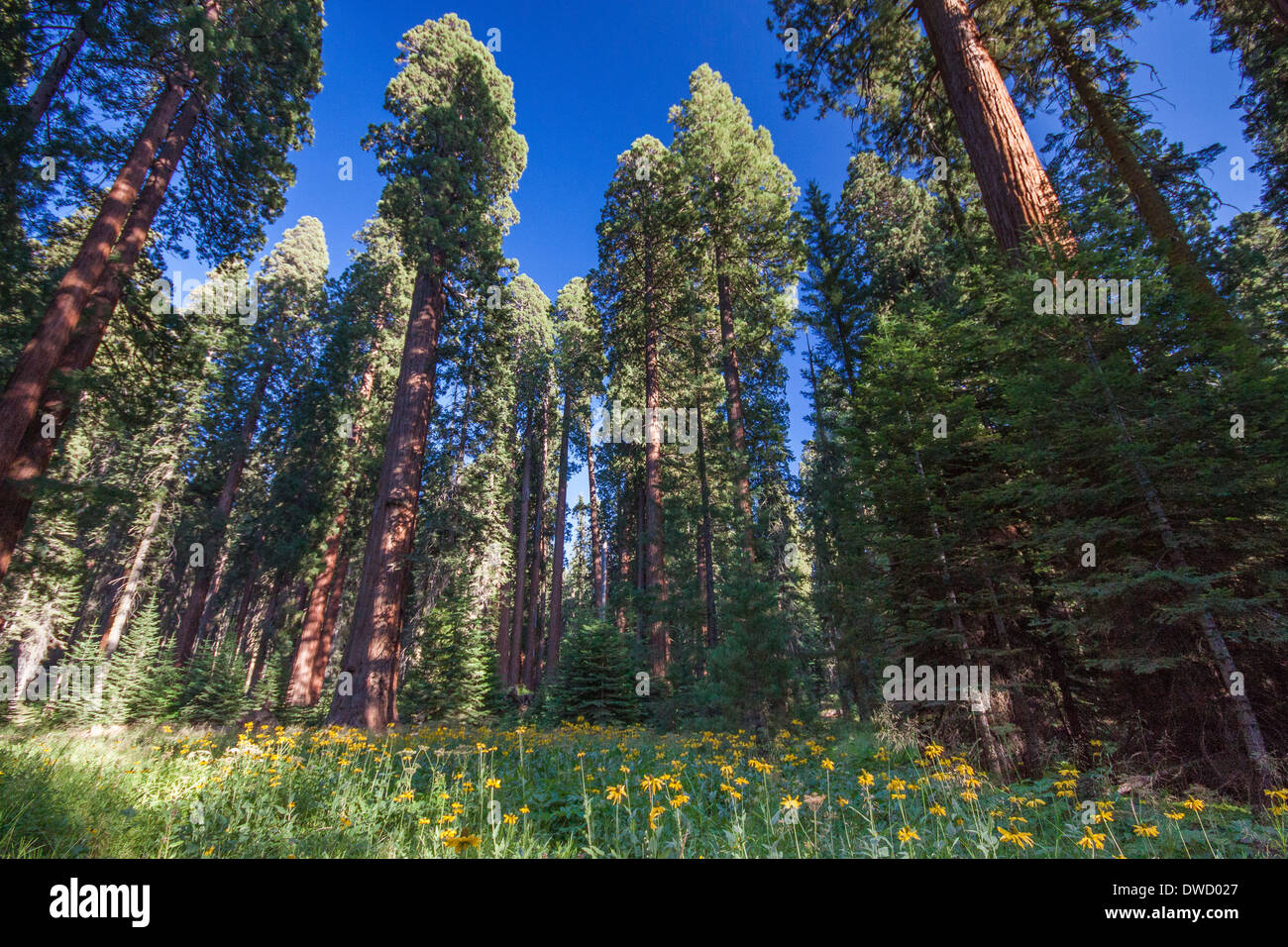 Impressive grove of giants in beautiful Sequoia National Park Stock Photo