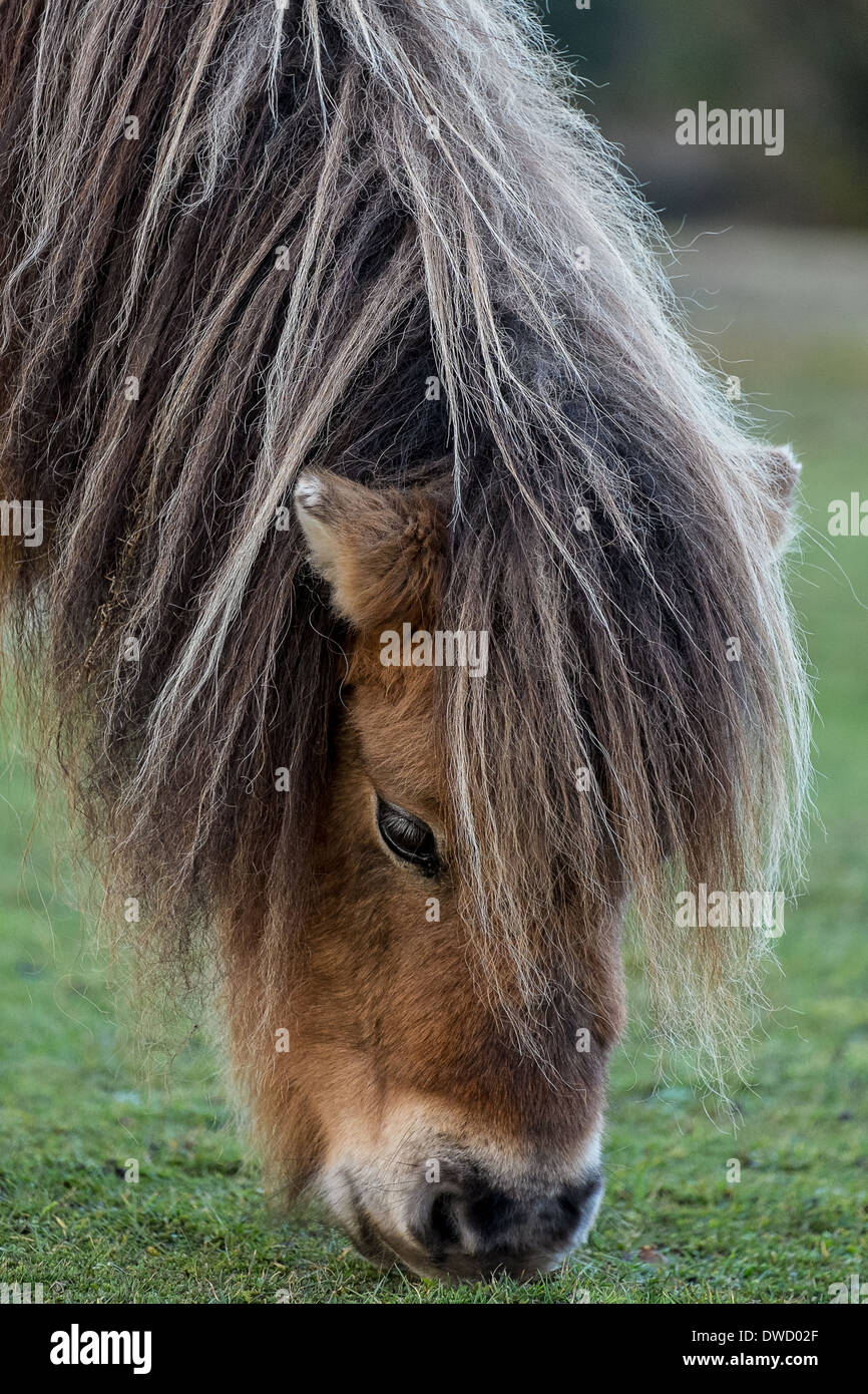 Shetland Pony in New Forest Pony Hampshire Stock Photo