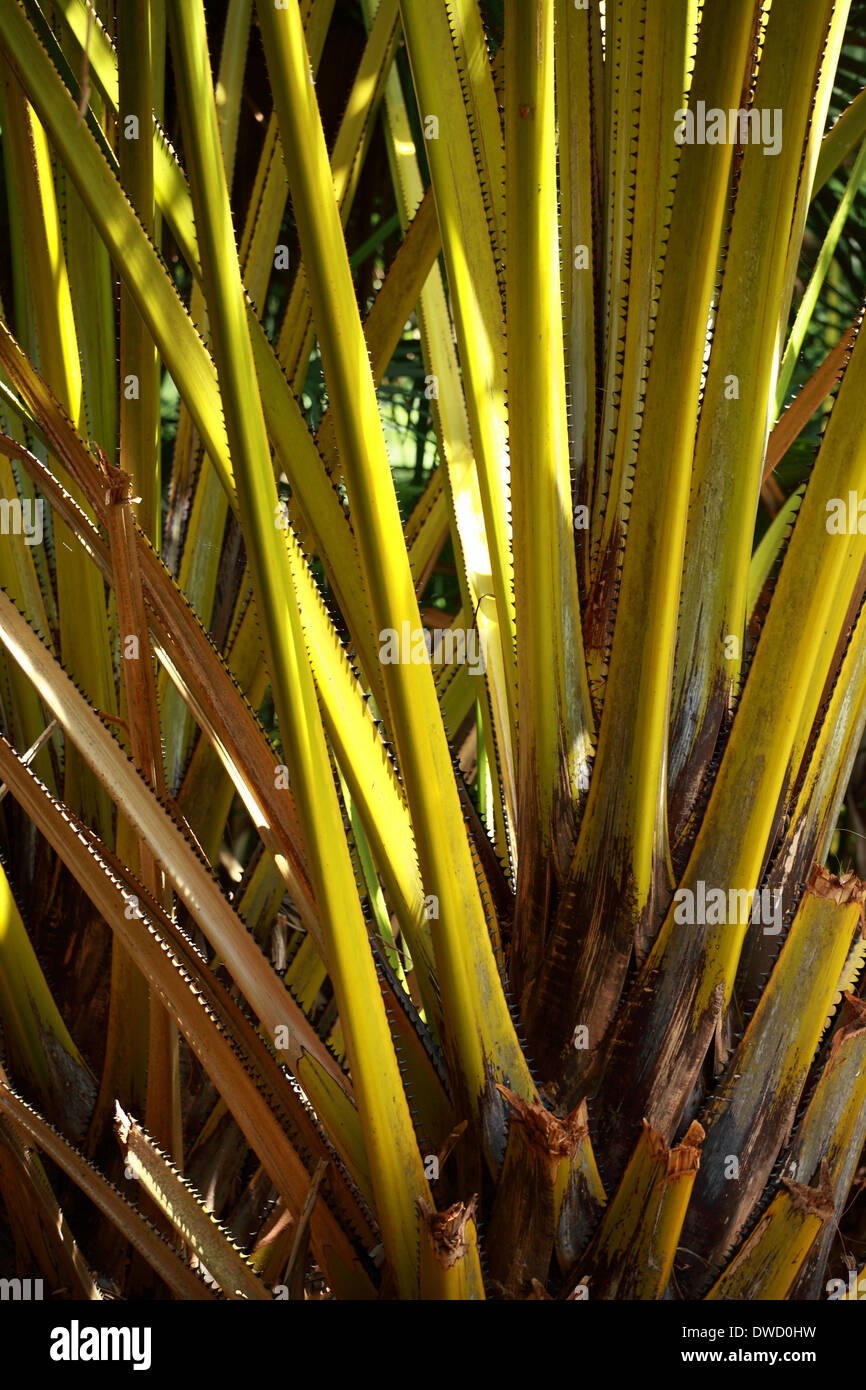 Yellow palm tree Stock Photo Alamy