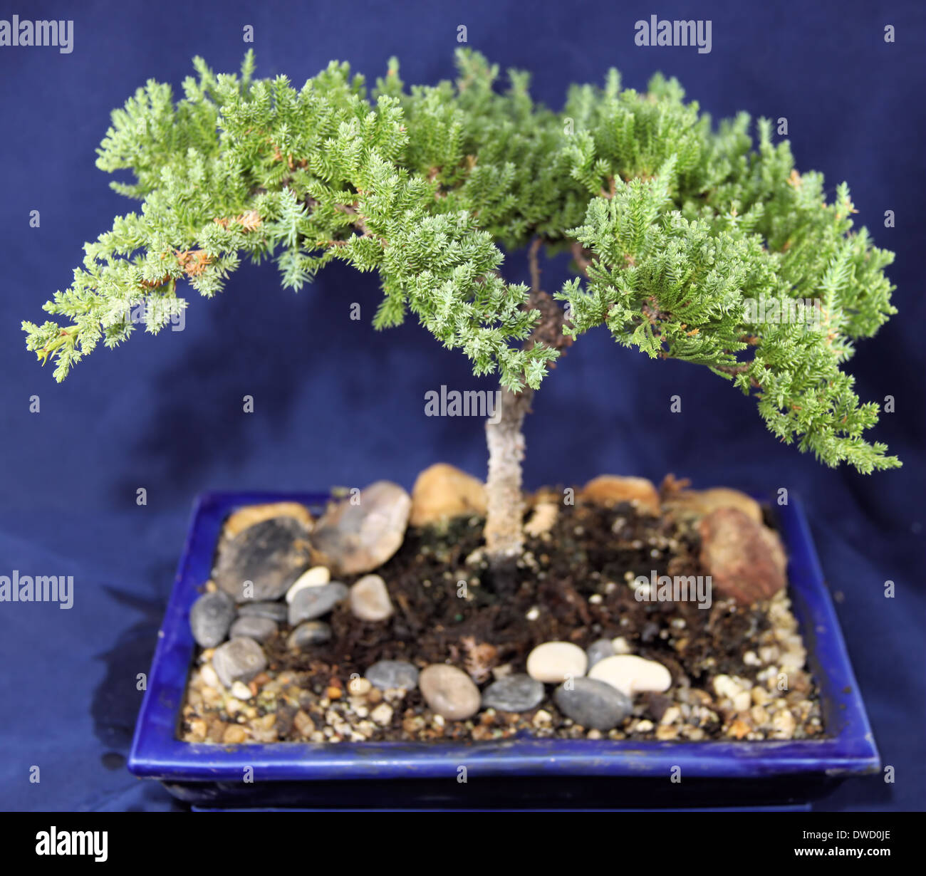 live bonsai tree Stock Photo Alamy
