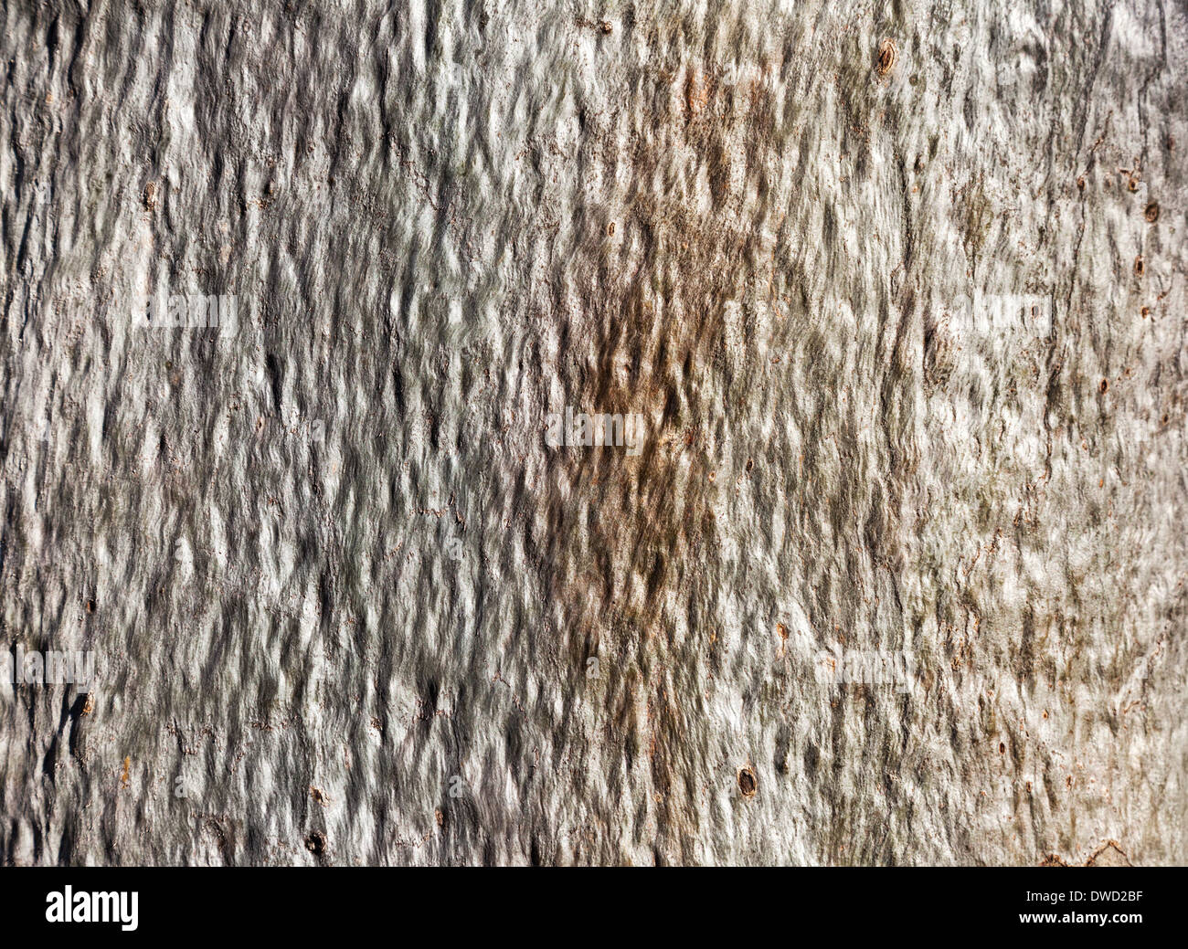 gum tree background Stock Photo - Alamy