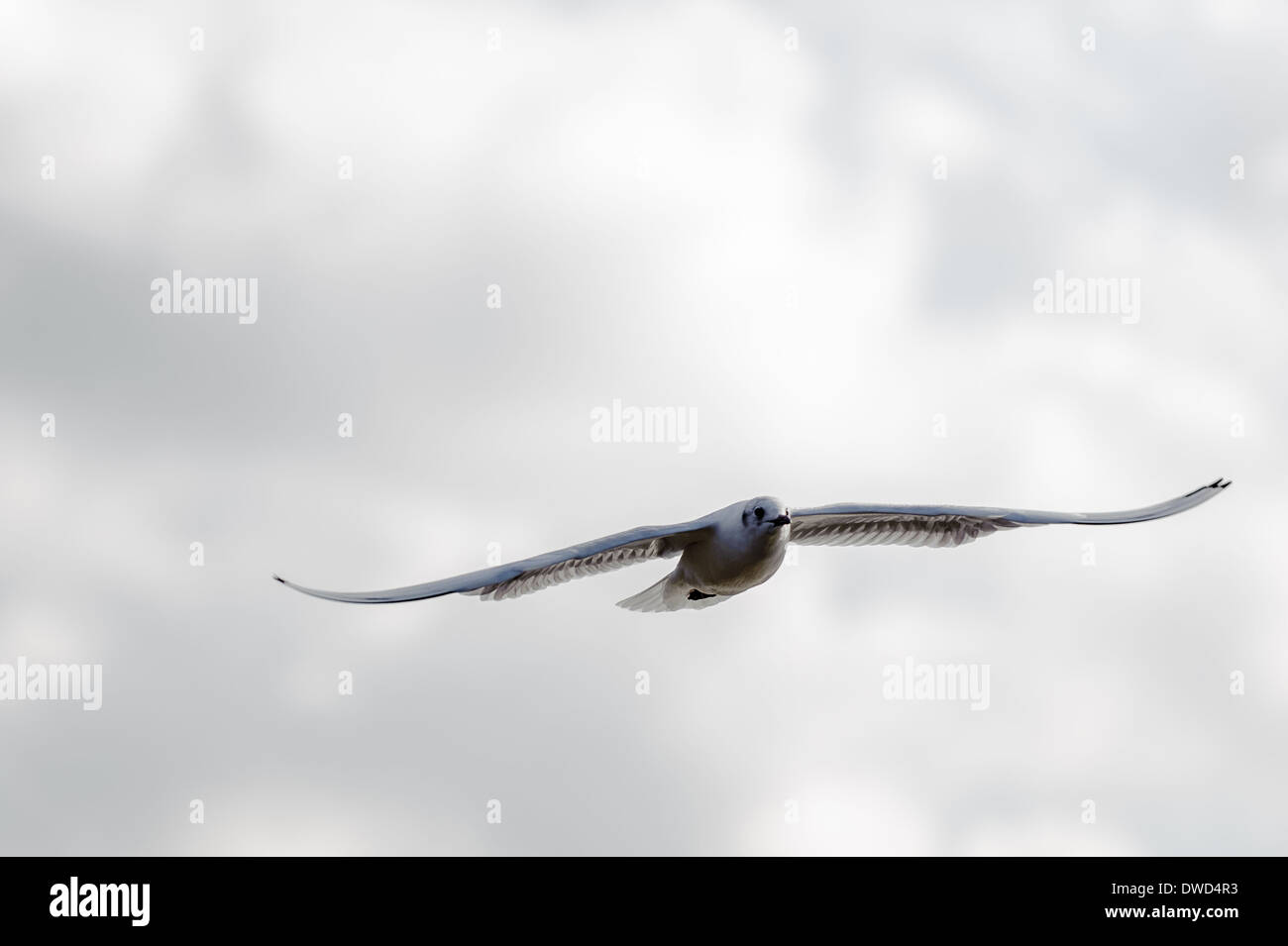 Bird in flight Stock Photo