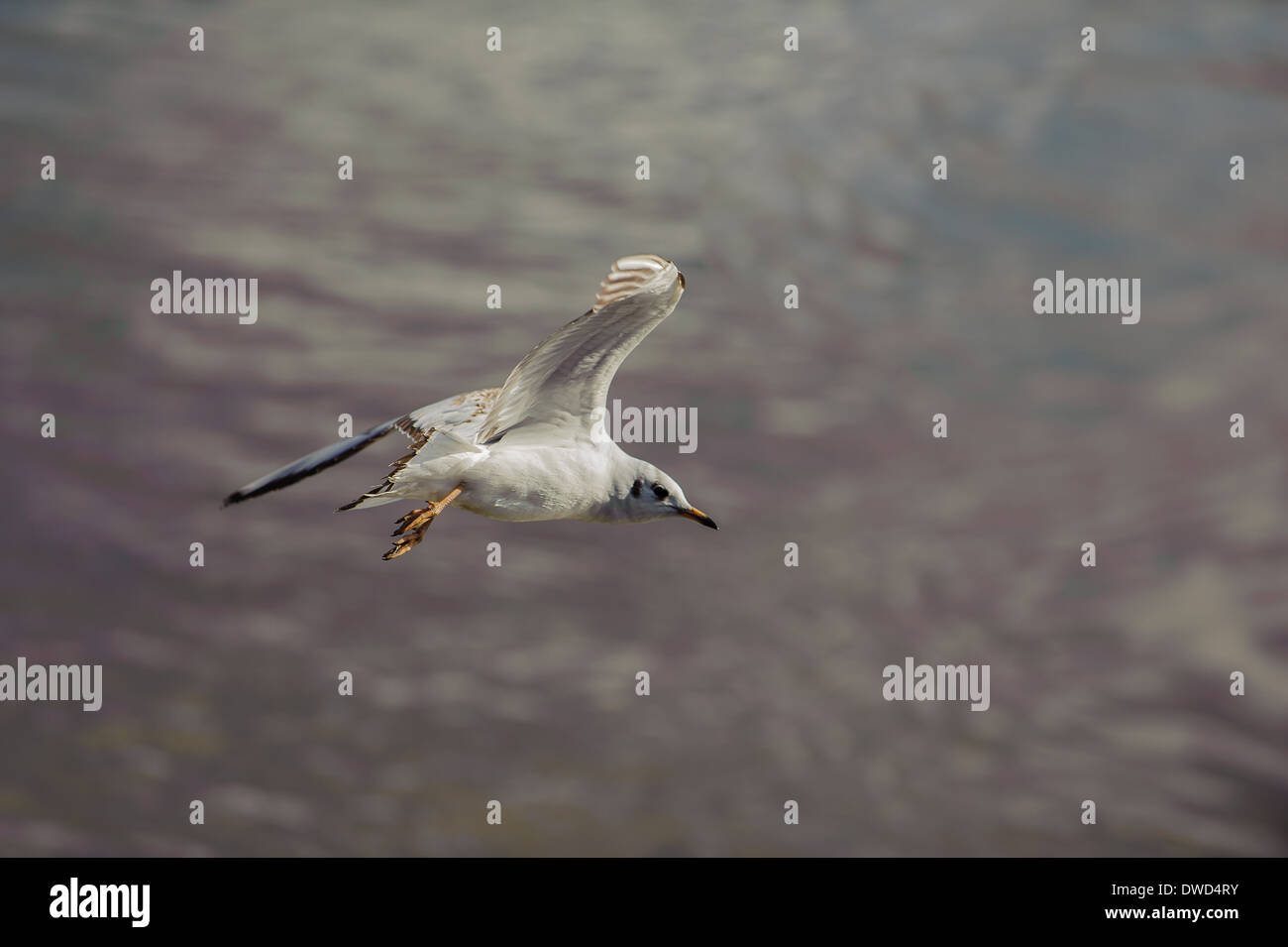 Bird in flight Stock Photo