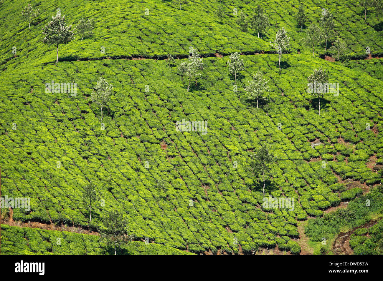 Landscape of green tea plantations. Munnar, Kerala, India Stock Photo