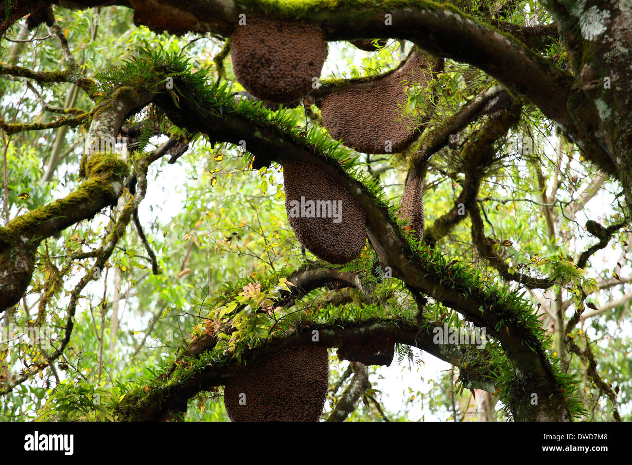 Beehive hanging over a tree Stock Photo - Alamy