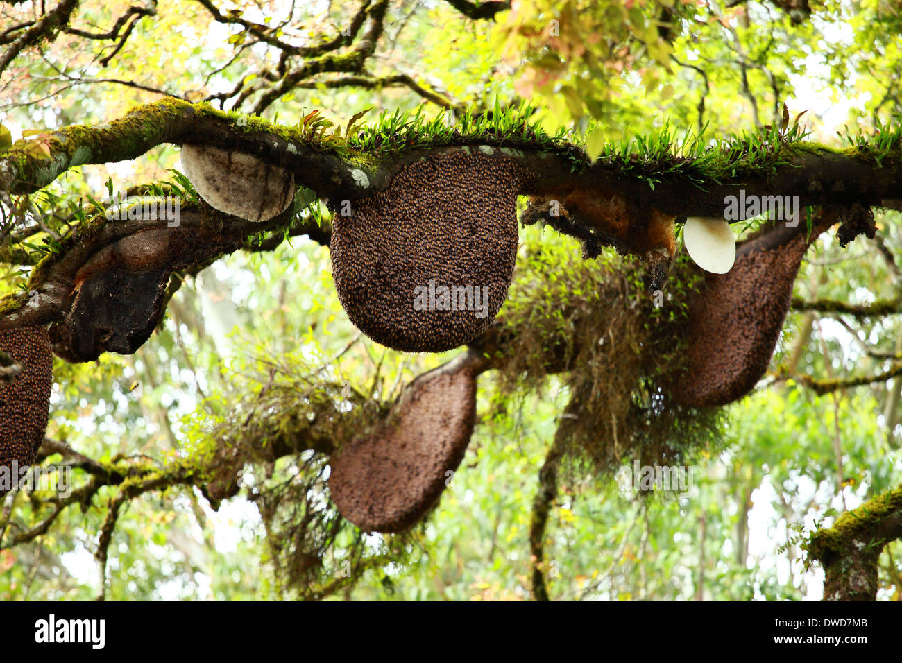 Beehive hanging over a tree Stock Photo - Alamy