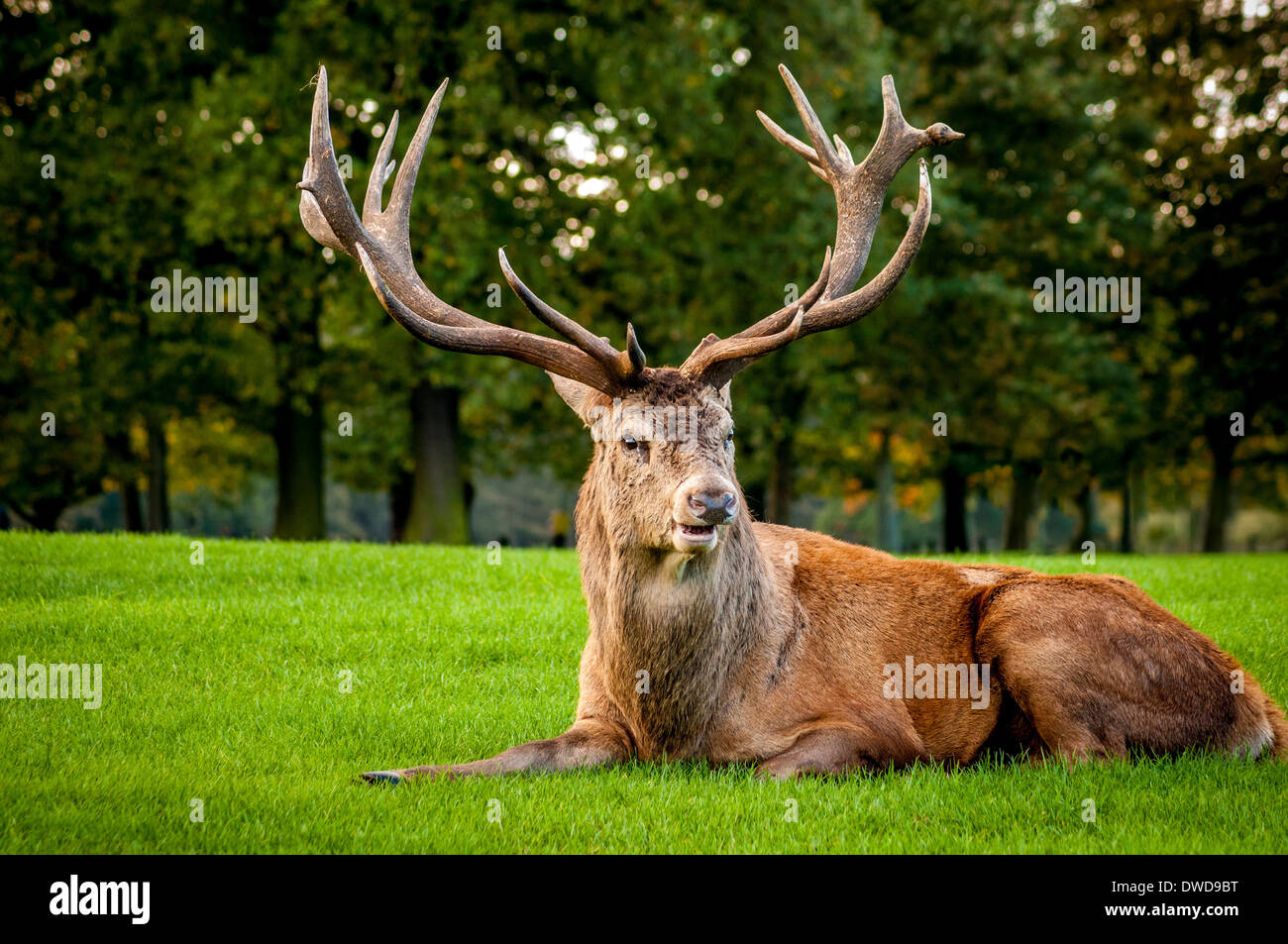 Deer, Wollaton Park, Nottingham, UK. Stock Photo