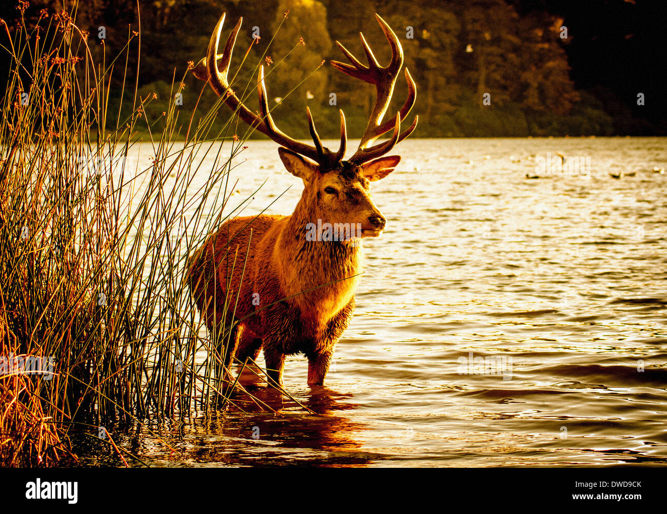 Male red deer standing in the lake , Wollaton Park, Nottingham, UK. Stock Photo