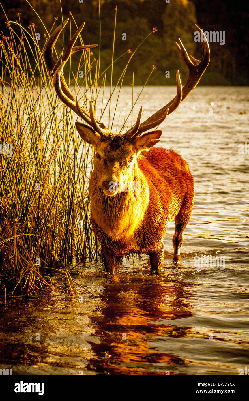 A lone stag standing in the lake at Wollaton Park, Nottingham, UK. Stock Photo