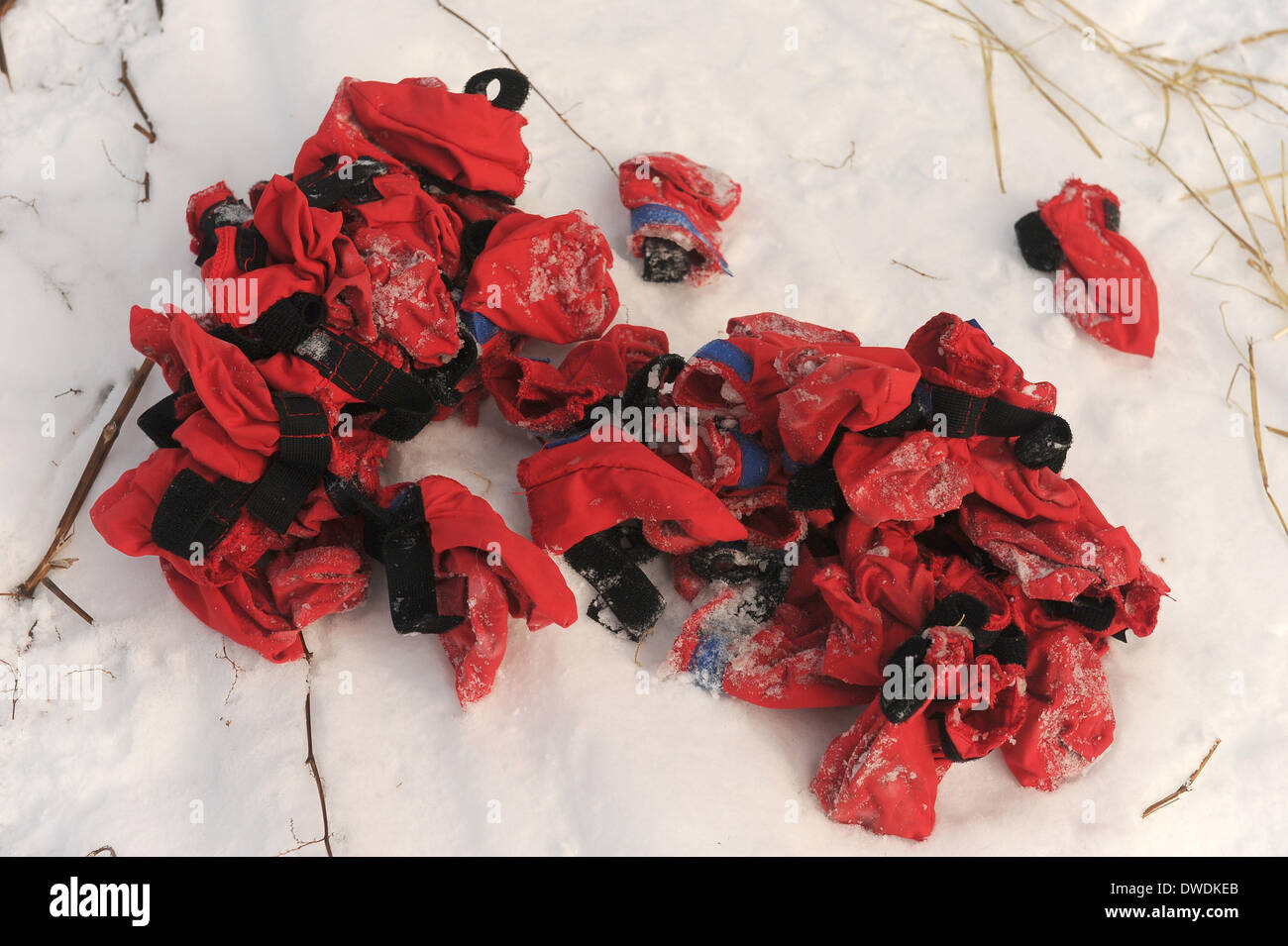 Dog booties hires stock photography and images Alamy